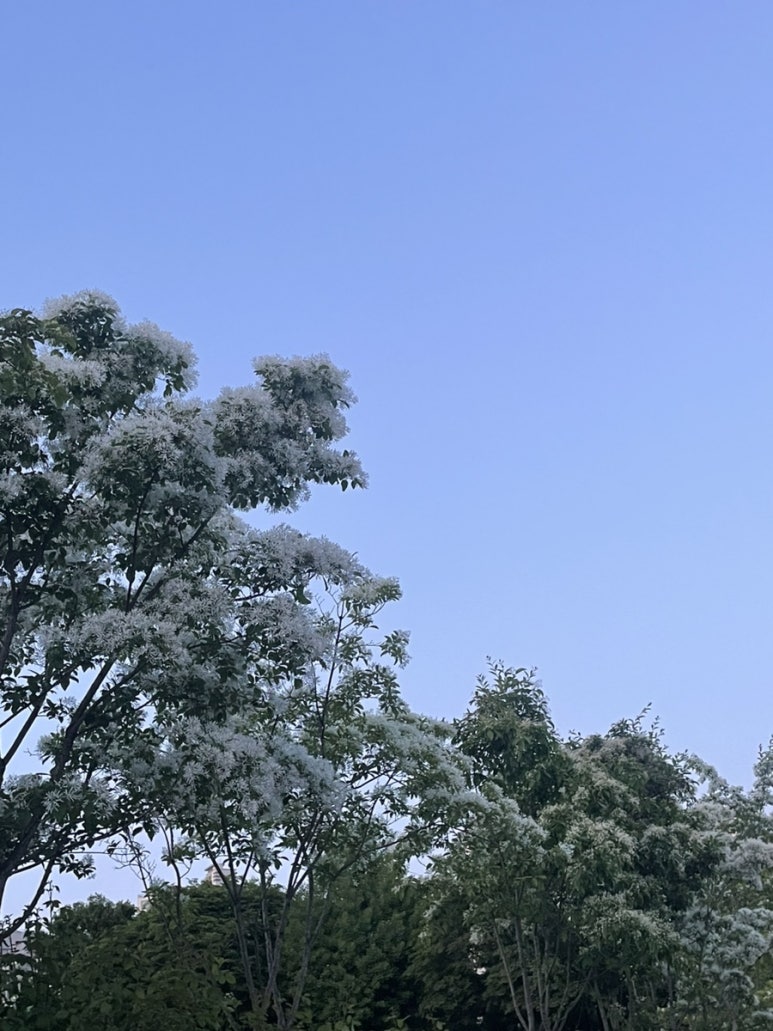 빽다방총신대입구역점 이미지