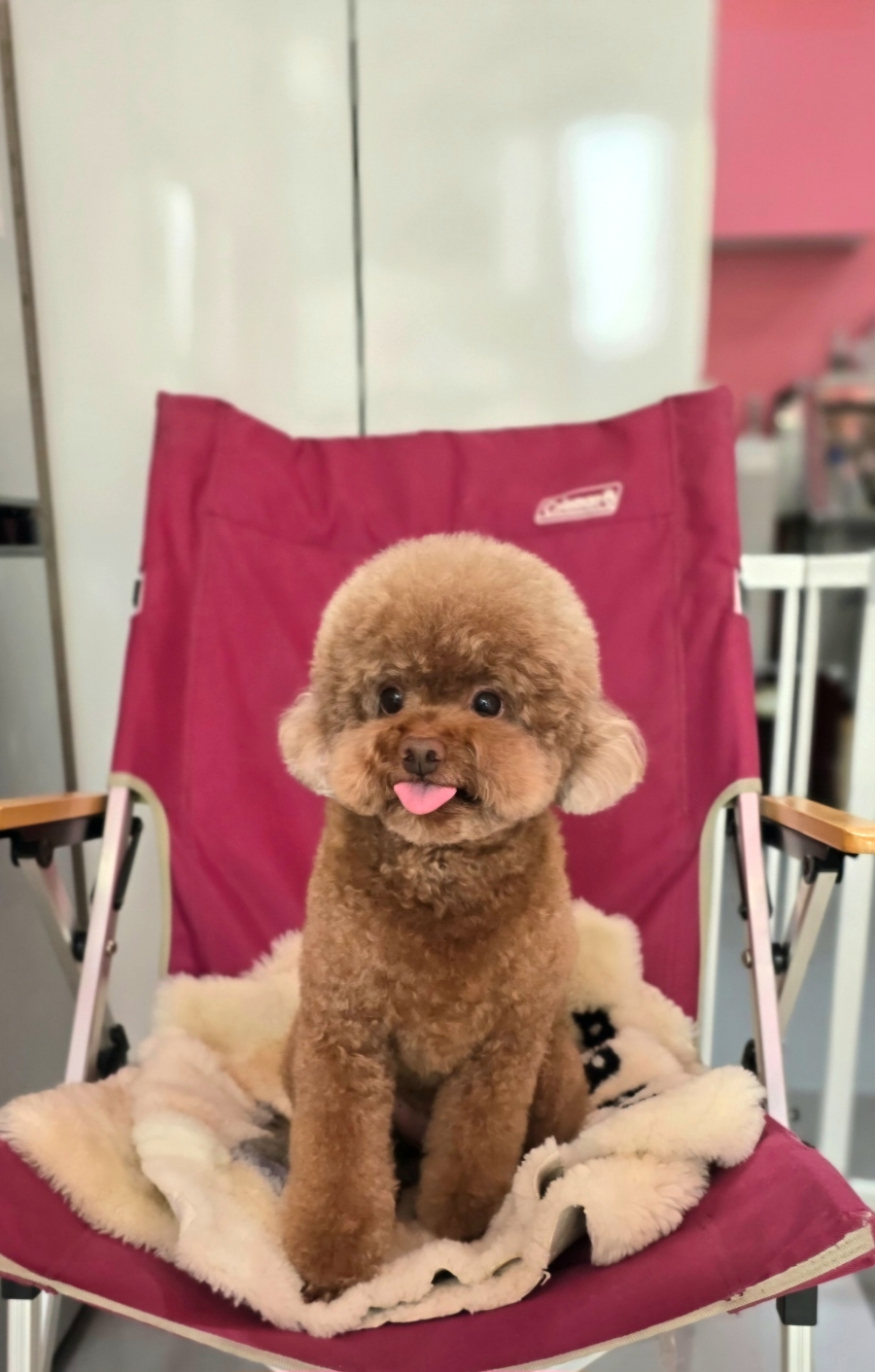 코코 반려견미용실 이미지
