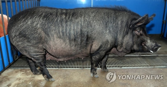 지리산토종흑돼지 이미지