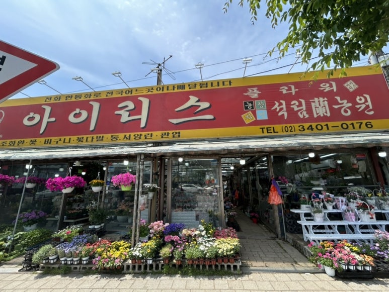 아이리스플라워 이미지