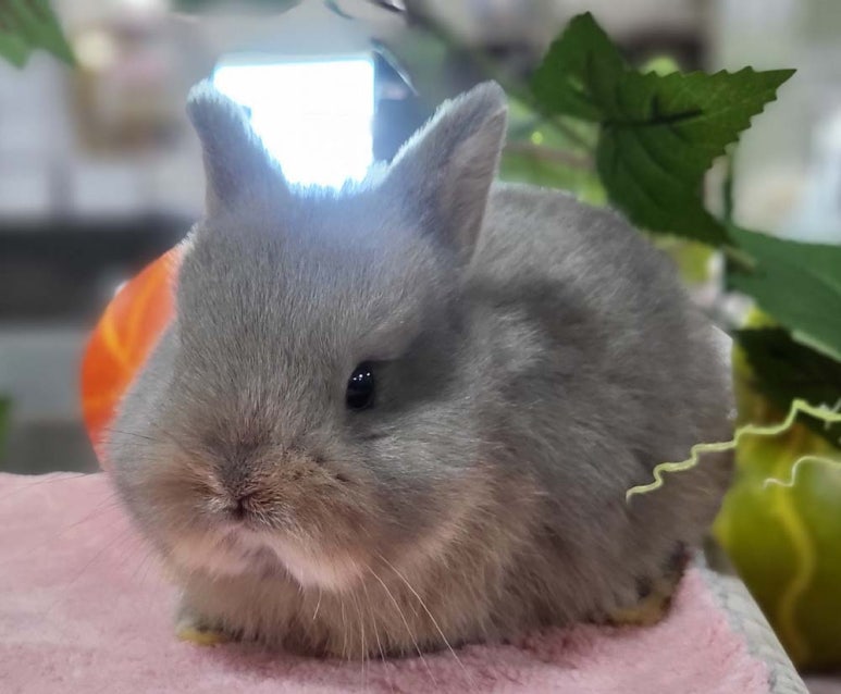 모두다토끼 이미지