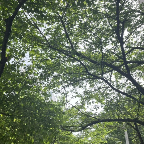 원음악사 이미지