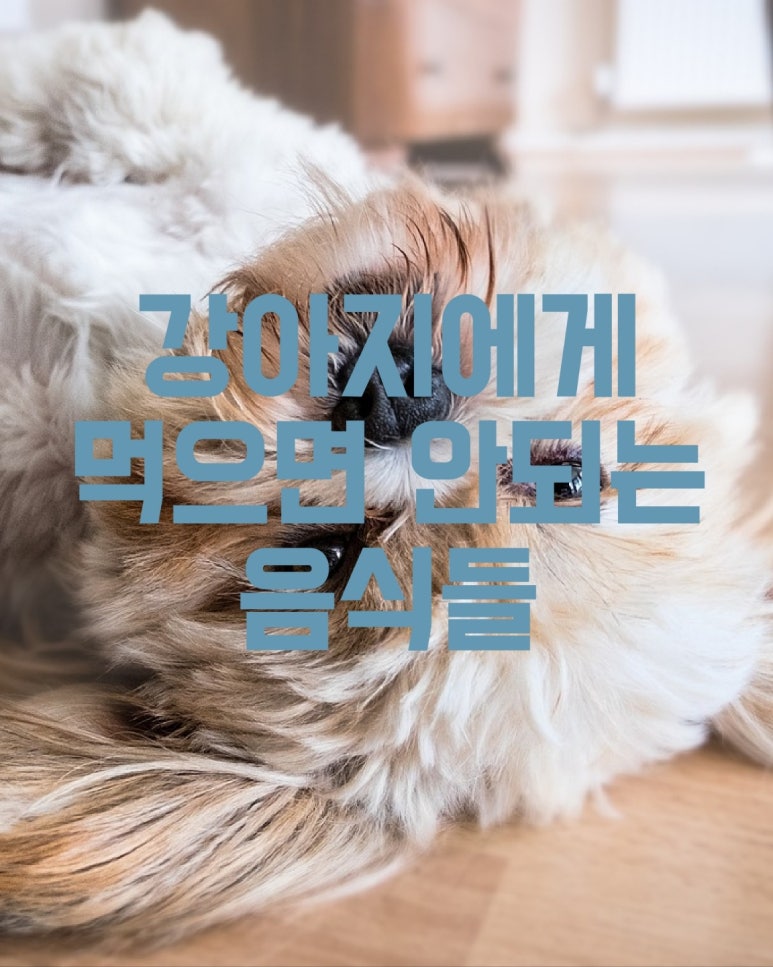 강아지에게 먹으면 안 되는 음식들