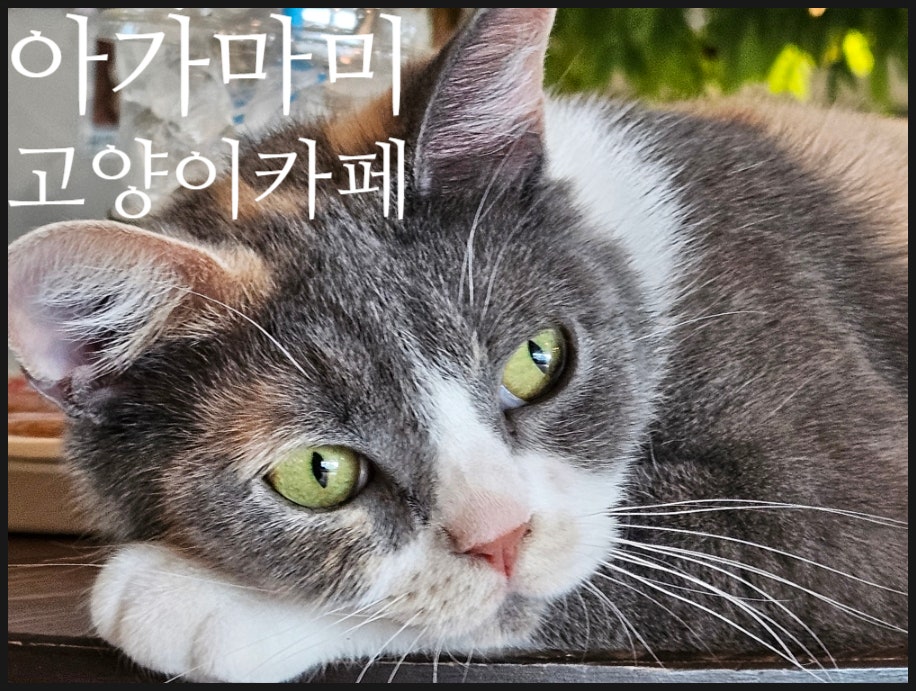 아가마미고양이카페 이미지