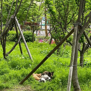 고영상사 이미지