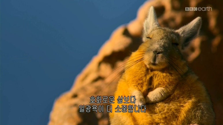 핌트 이미지