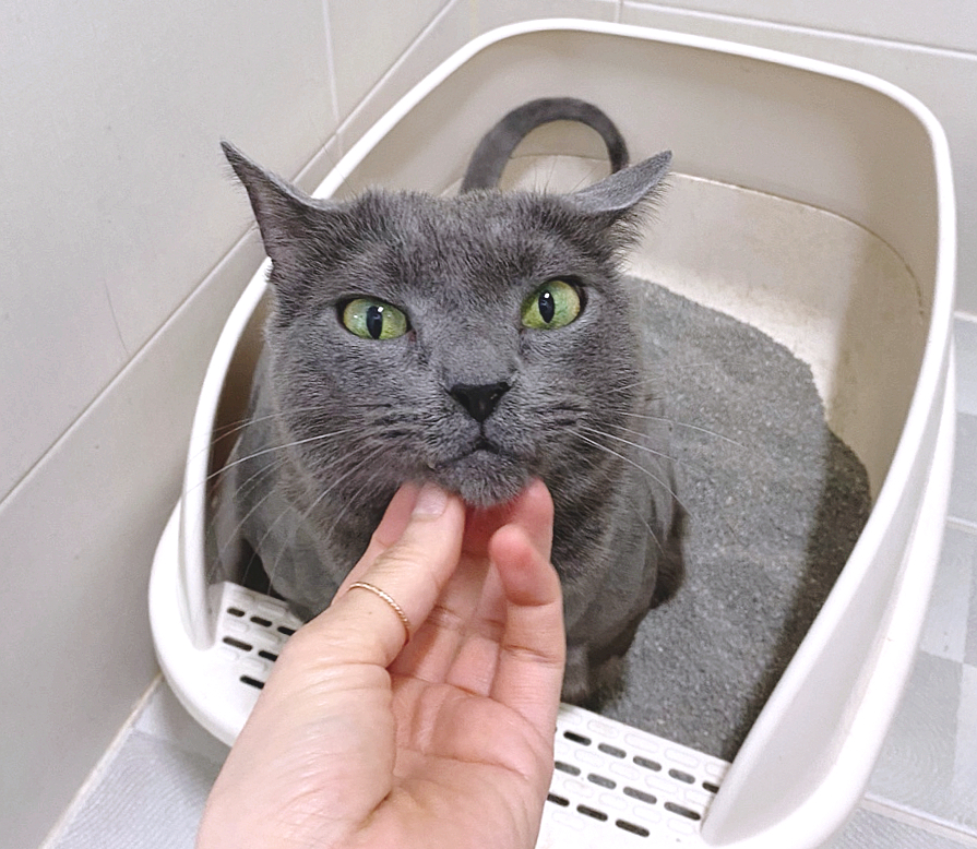 아르르(Arr) 이미지