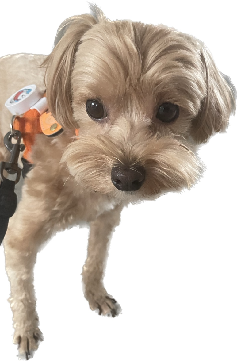 데센스 이미지