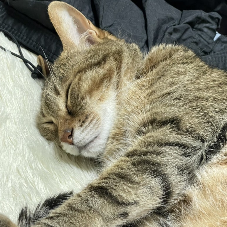 초밥카페 이미지