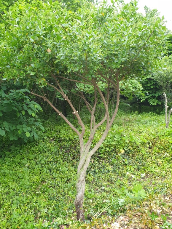 청마조경 이미지
