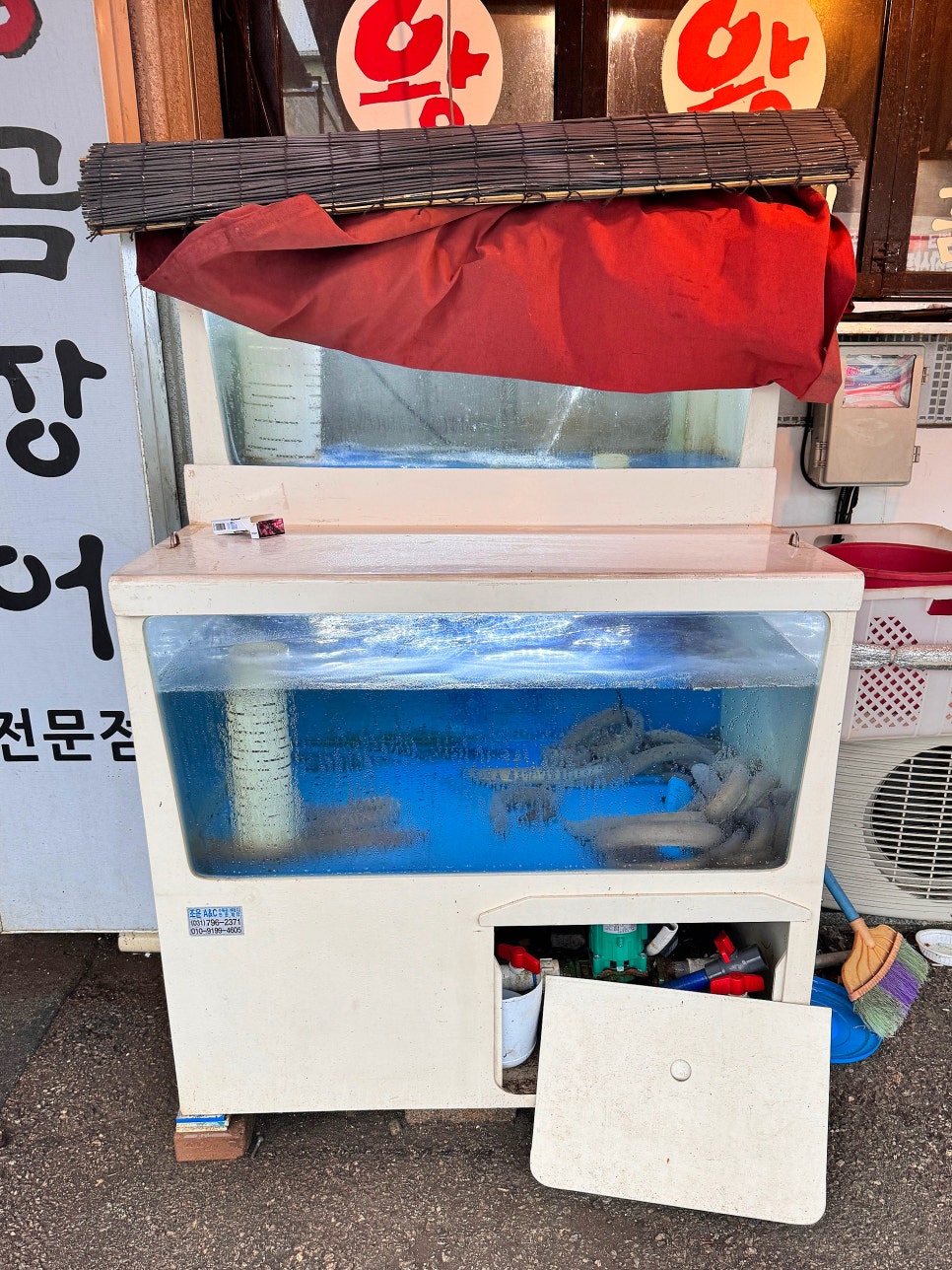 광릉왕꼼장어 이미지
