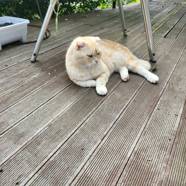 카페나리 이미지