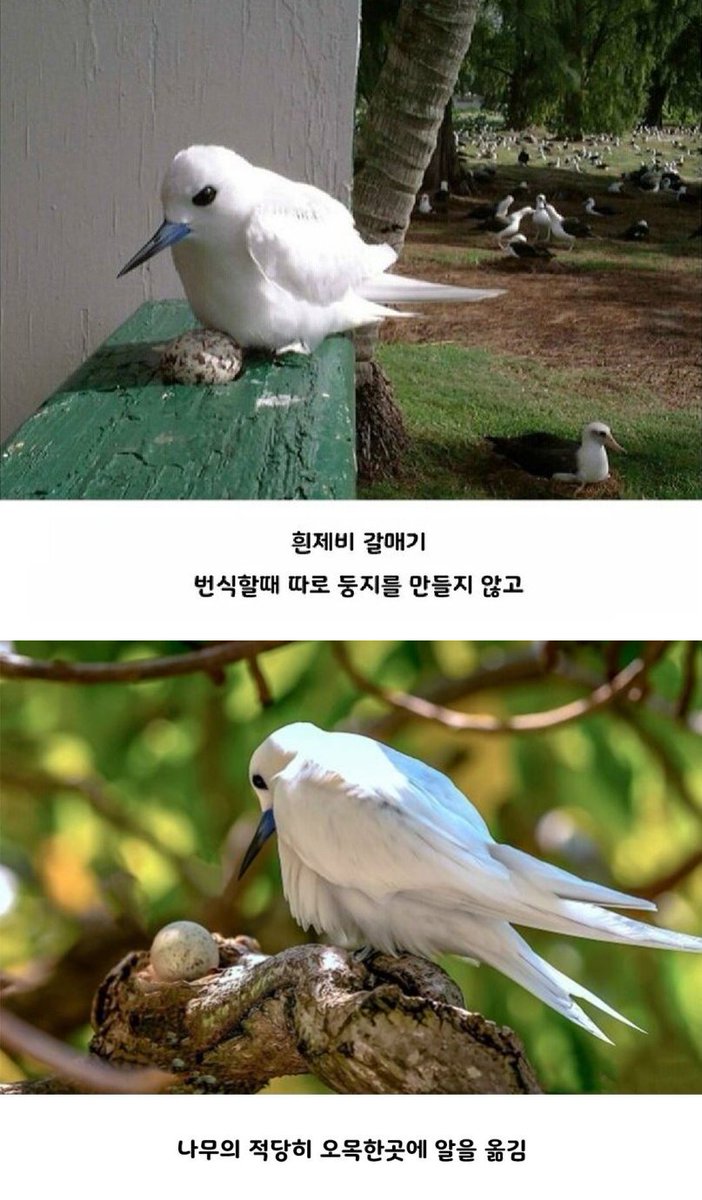 갈매기둥지 이미지