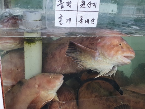 강구대게횟집 이미지