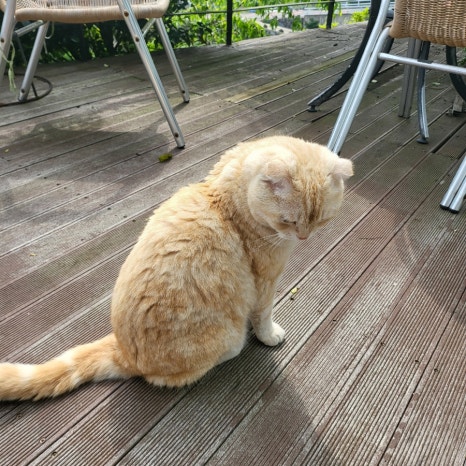 카페나리 이미지