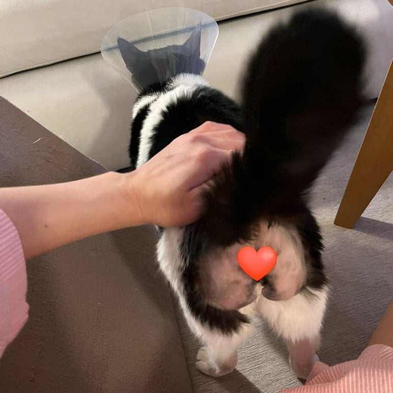 튀봉이 이미지