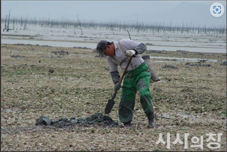 갯벌낙지 이미지