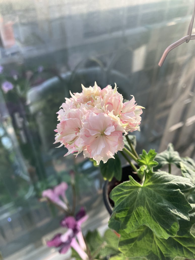 오*식 이미지