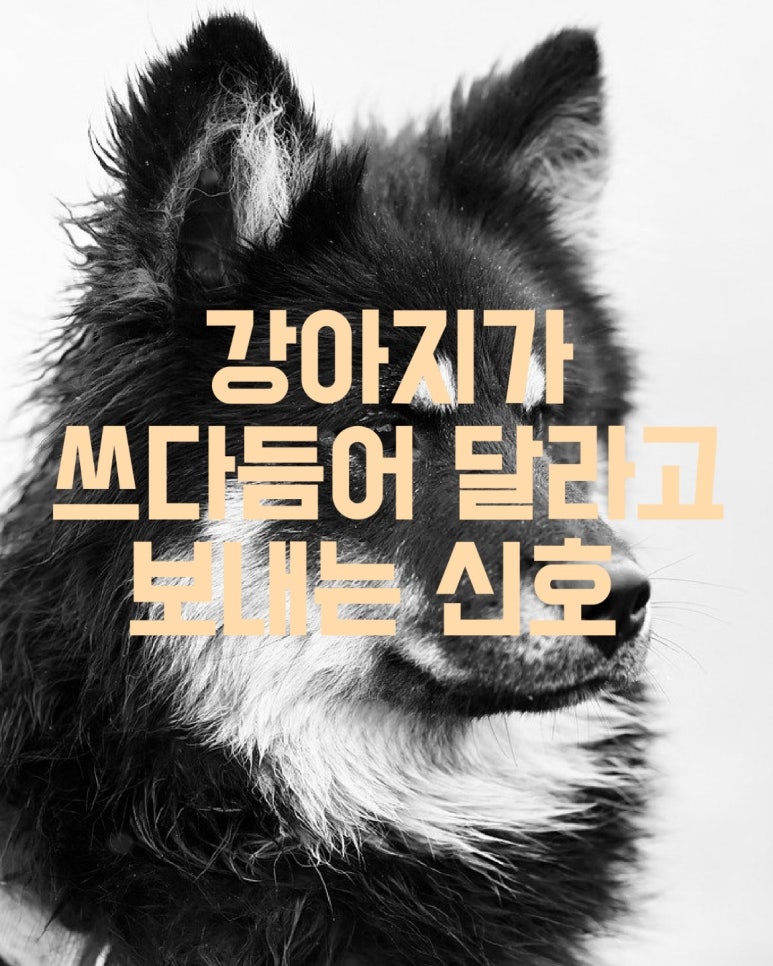 강아지가 쓰다듬어 달라고 보내는 신호