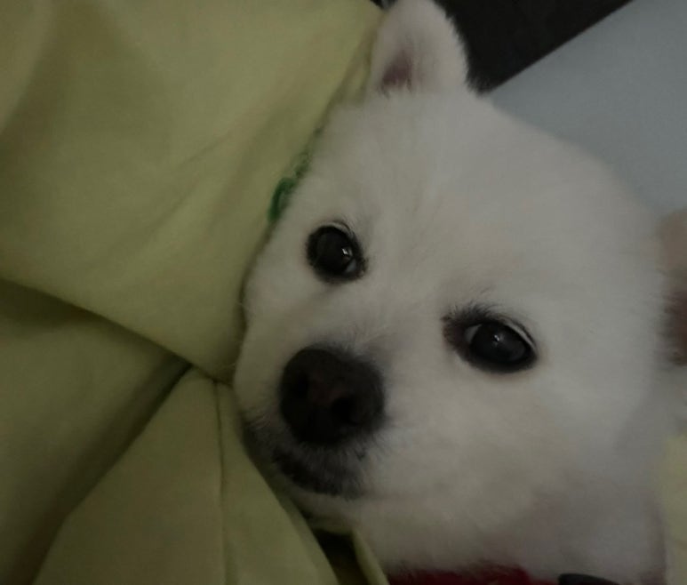우아한정육점 이미지