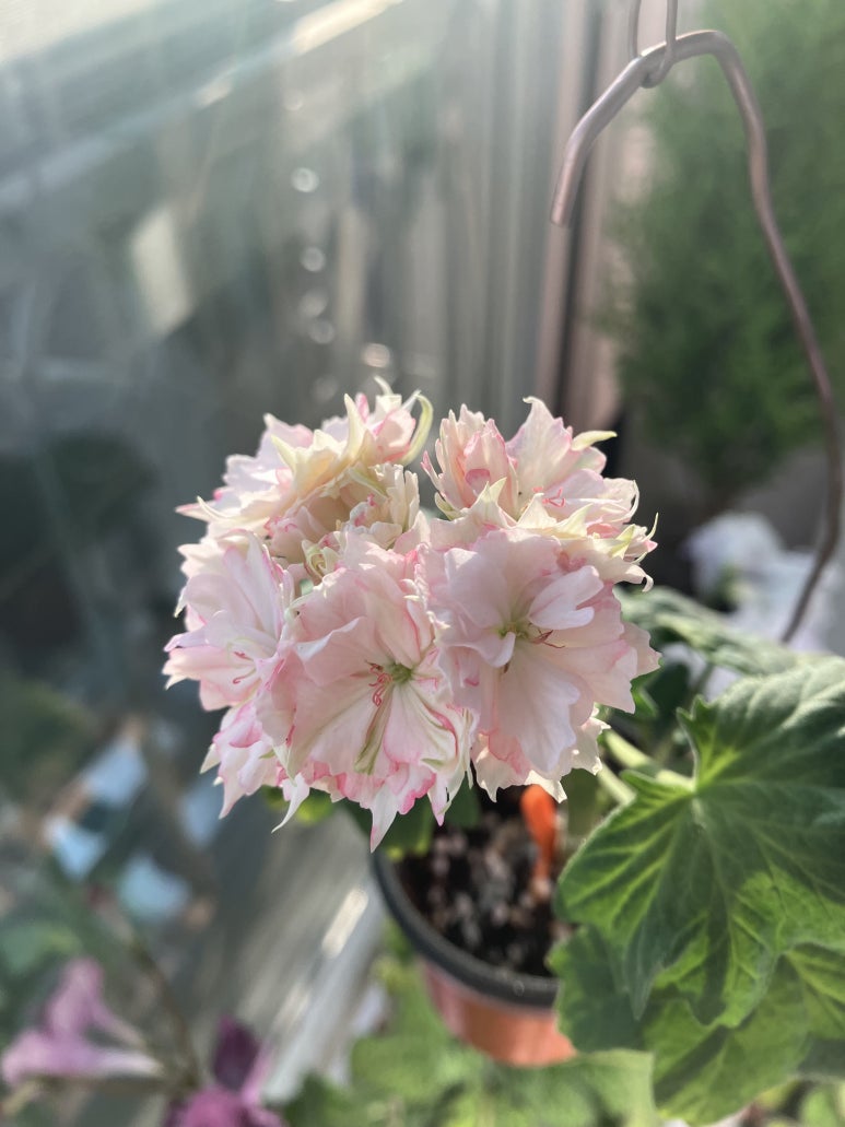 오*식 이미지