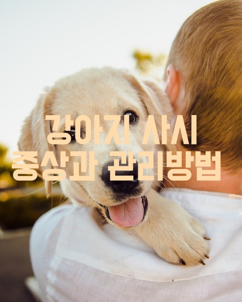 강아지 사시 증상과 관리방법