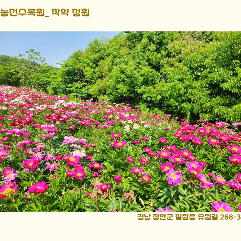 작약정원 이미지
