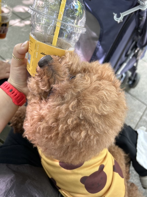 컴포즈커피 고양원당시장점 이미지