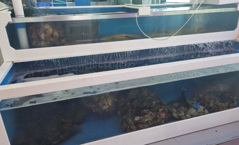 삼척해변별난조개 이미지