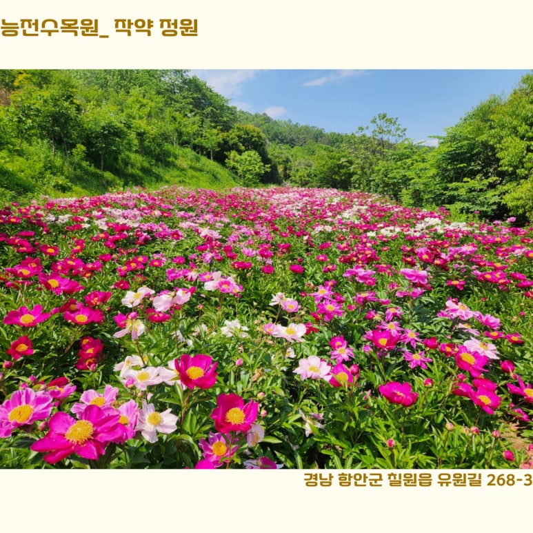 작약정원 이미지