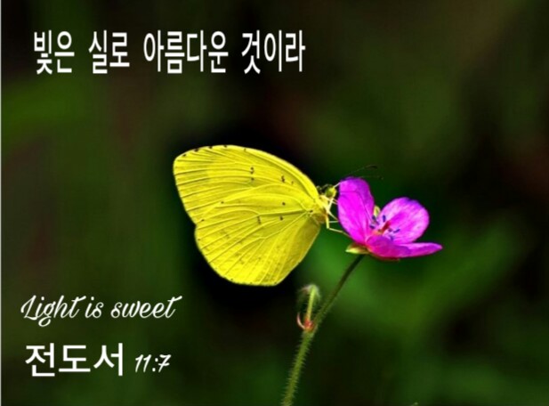 다복해 이미지