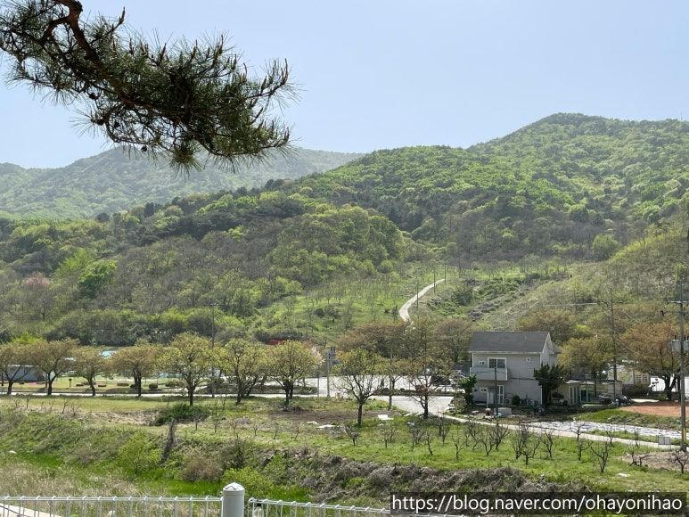 가야산애 이미지