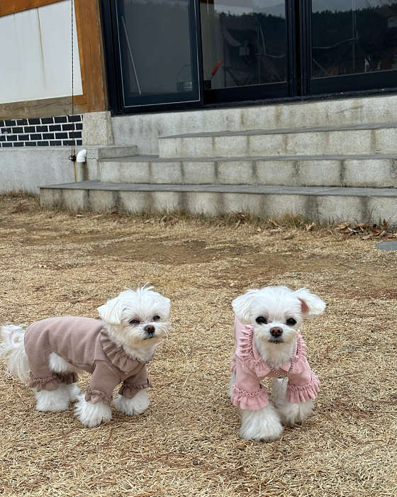 노블리안 형산 독채한옥풀빌라 이미지
