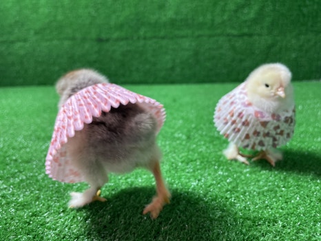 백봉오골계법인 이미지