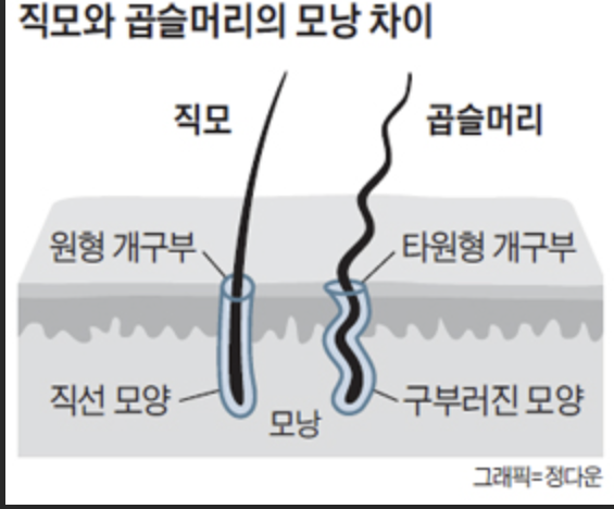 비가헤어 이미지