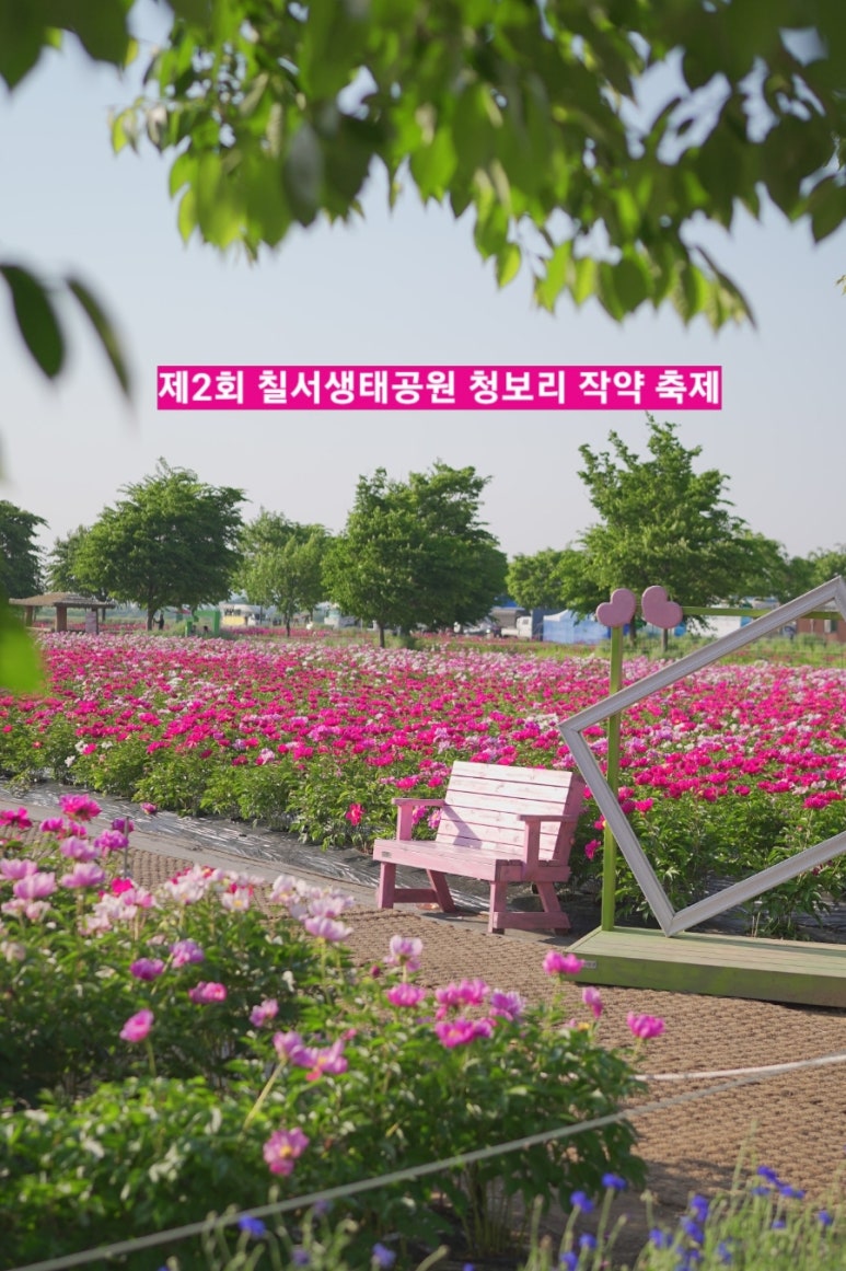 조성꽃순이 이미지