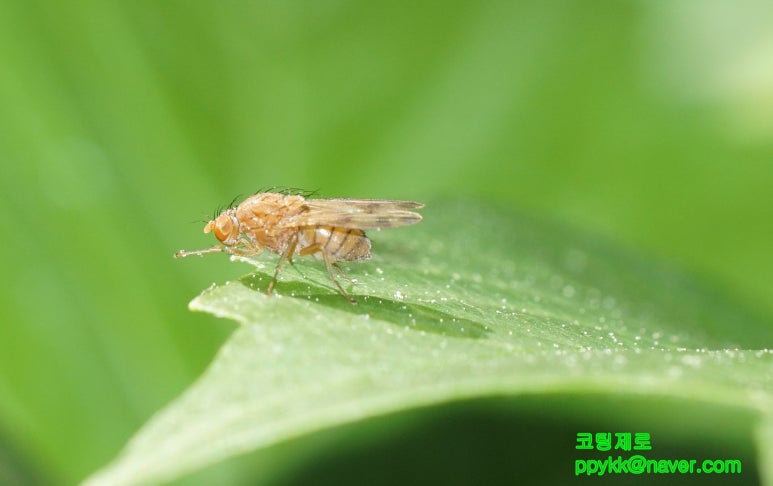 꼬마호프 이미지