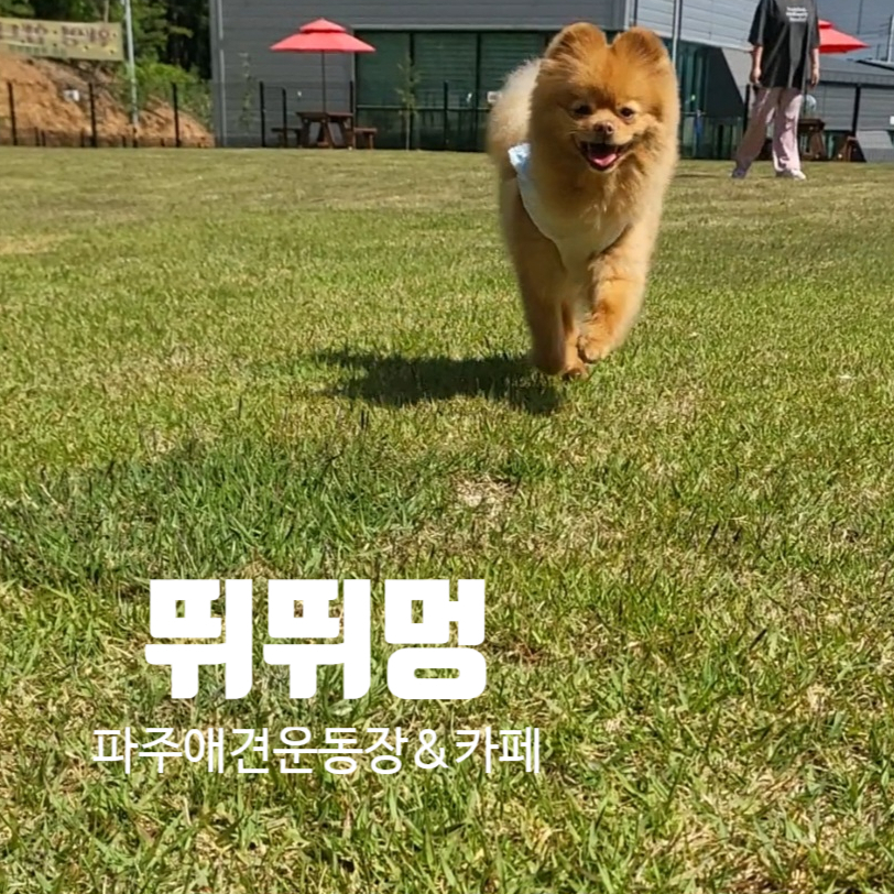 뛰뛰멍 이미지