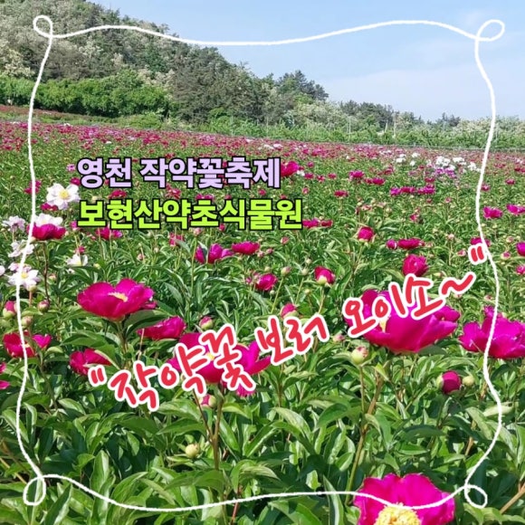 영천오이소 이미지