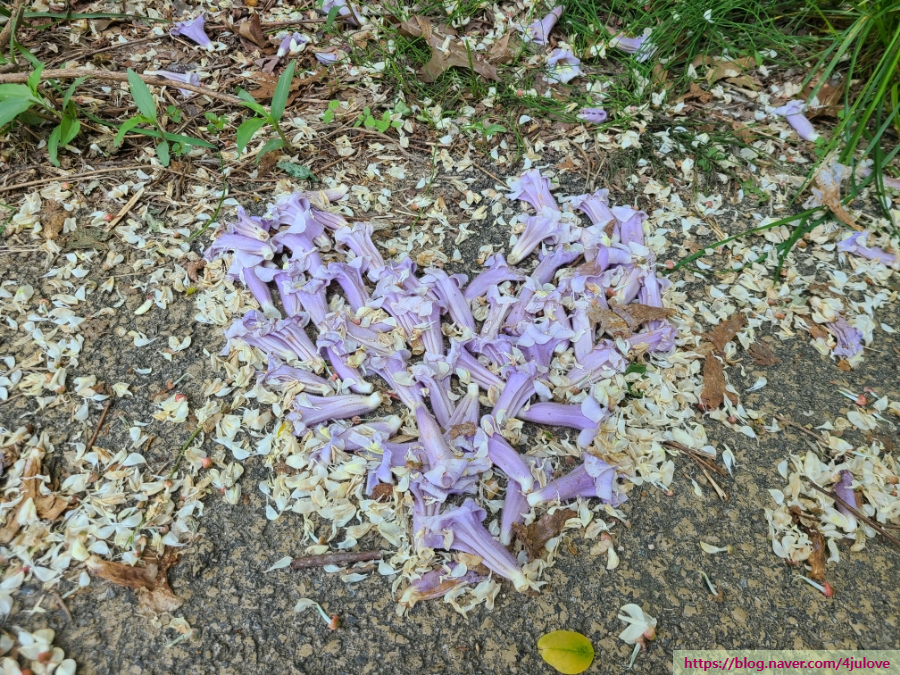 오동화랑 이미지