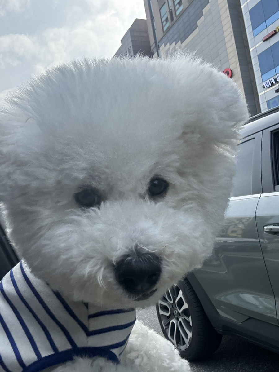 부천 워터독 강아지 수영장 애견카페, 첫 물놀이 추천