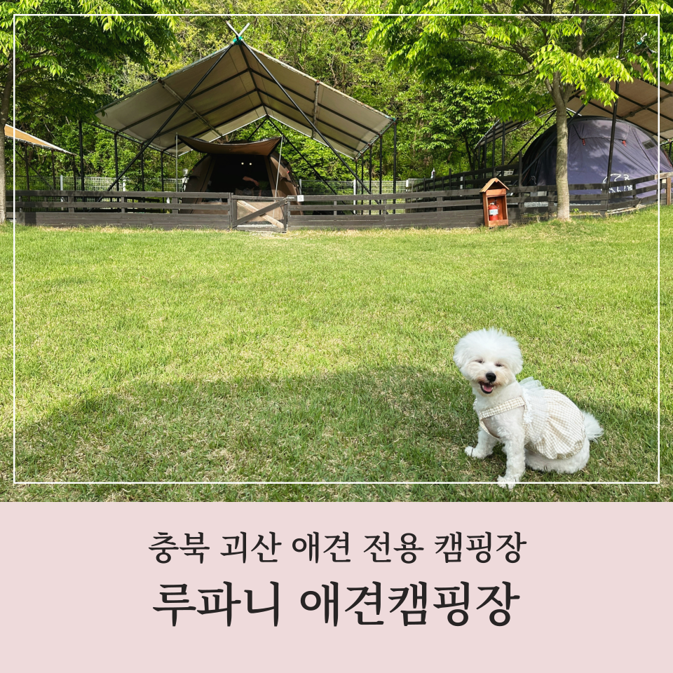 루파니애견캠핑장 이미지