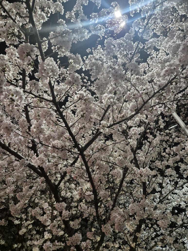 최부짱 이미지