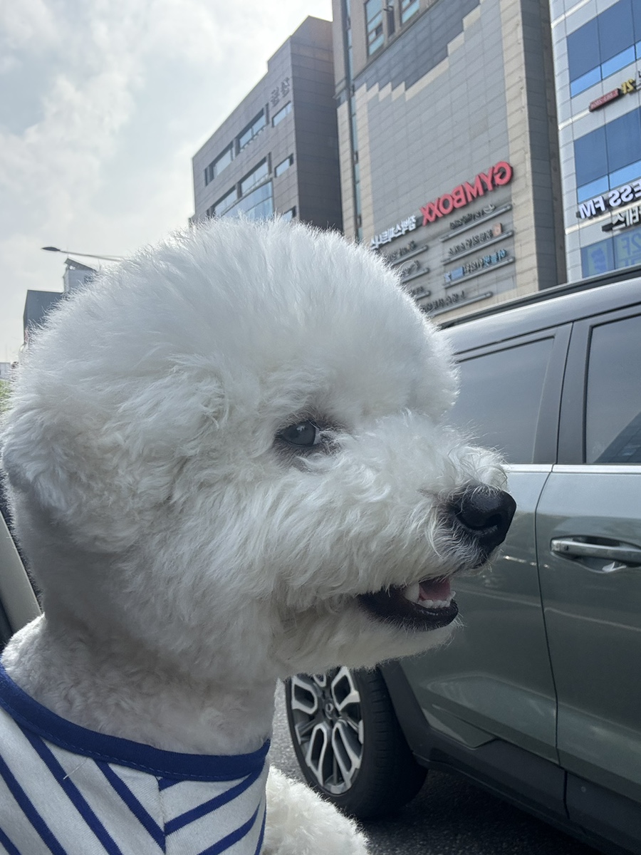 부천 워터독 강아지 수영장 애견카페, 첫 물놀이 추천 — 사진 4