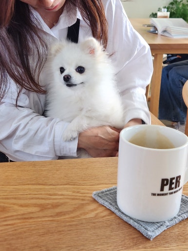 피이알 이미지