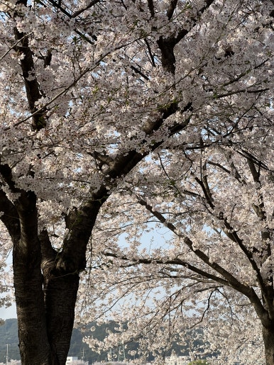 이도미트 이미지