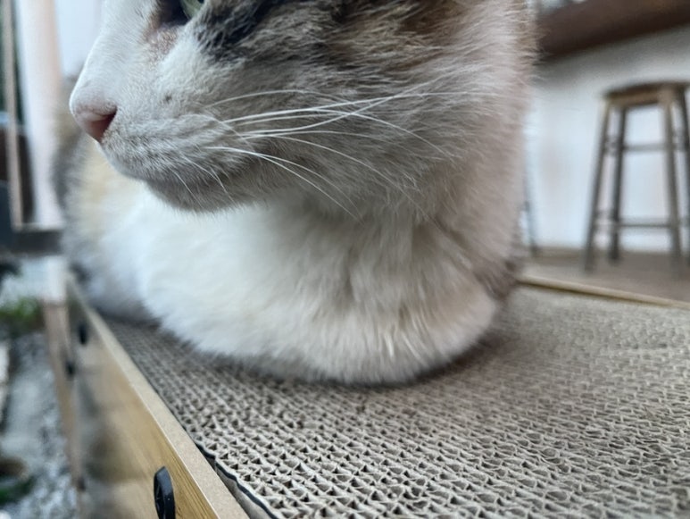알서프 이미지