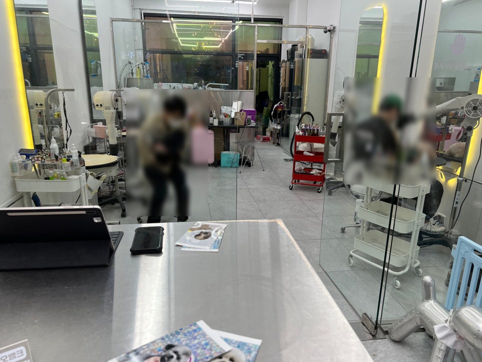 토이 푸들 스포팅 미용 스타일 추천: 김포 로카드 후기 — 사진 11