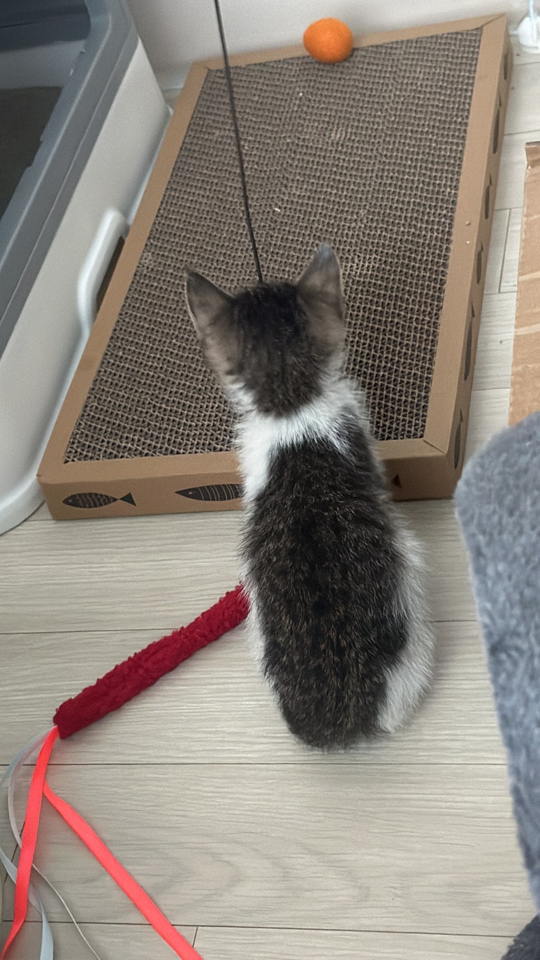 오팡 이미지