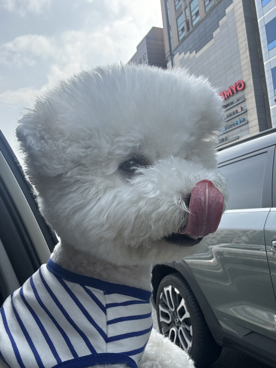 부천 워터독 강아지 수영장 애견카페, 첫 물놀이 추천 — 사진 3